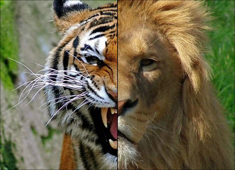 lion tiger company|Lion.